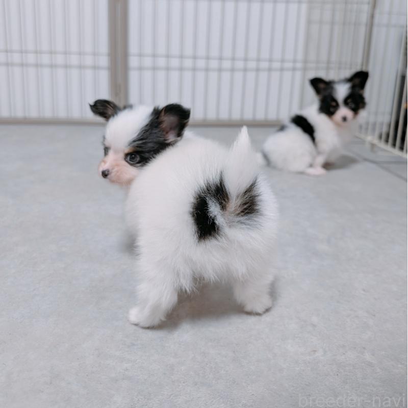 成約済の長崎県のパピヨン-428856の5枚目