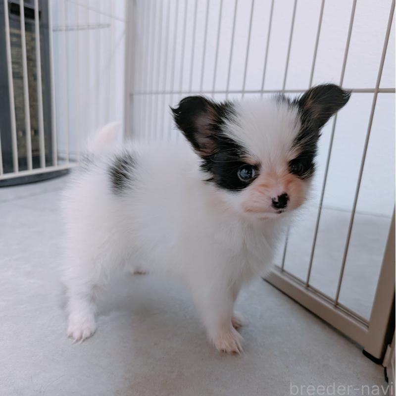 成約済の長崎県のパピヨン-428856の4枚目