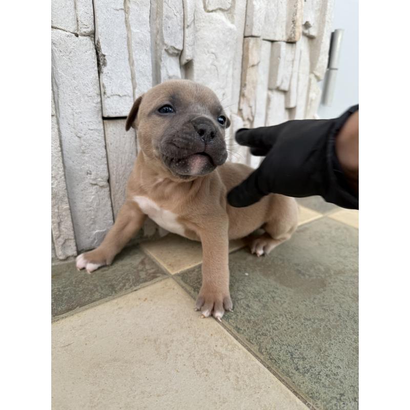 販売中の沖縄県のアメリカンピットブルテリア-430573の4枚目