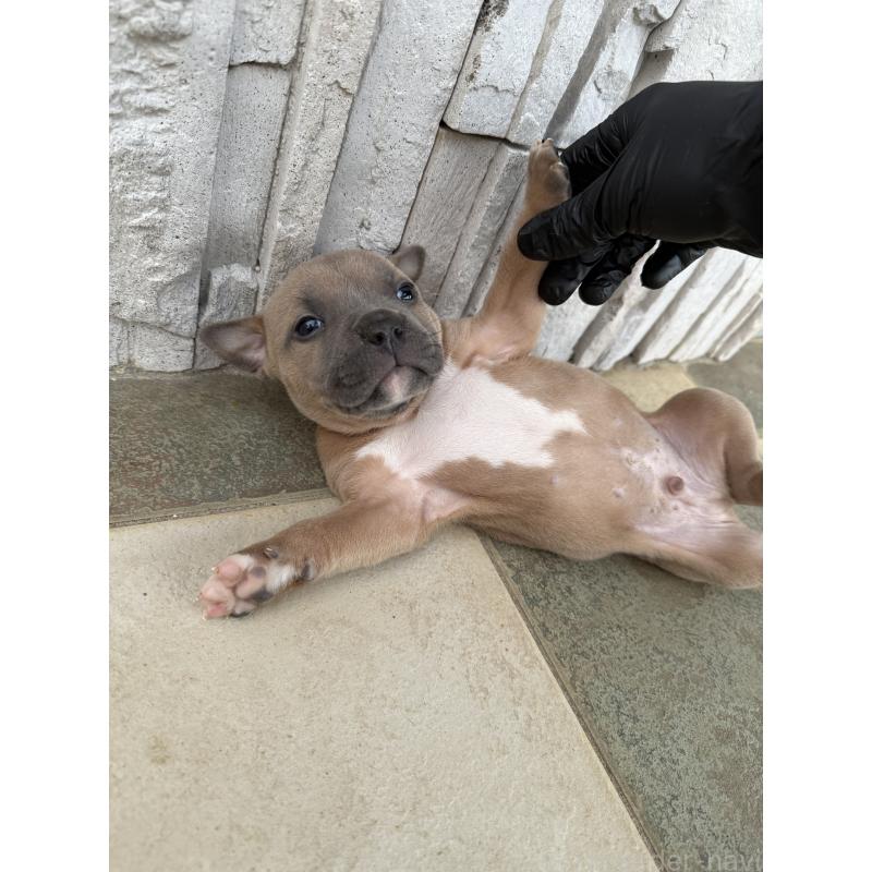 販売中の沖縄県のアメリカンピットブルテリア-430573の3枚目