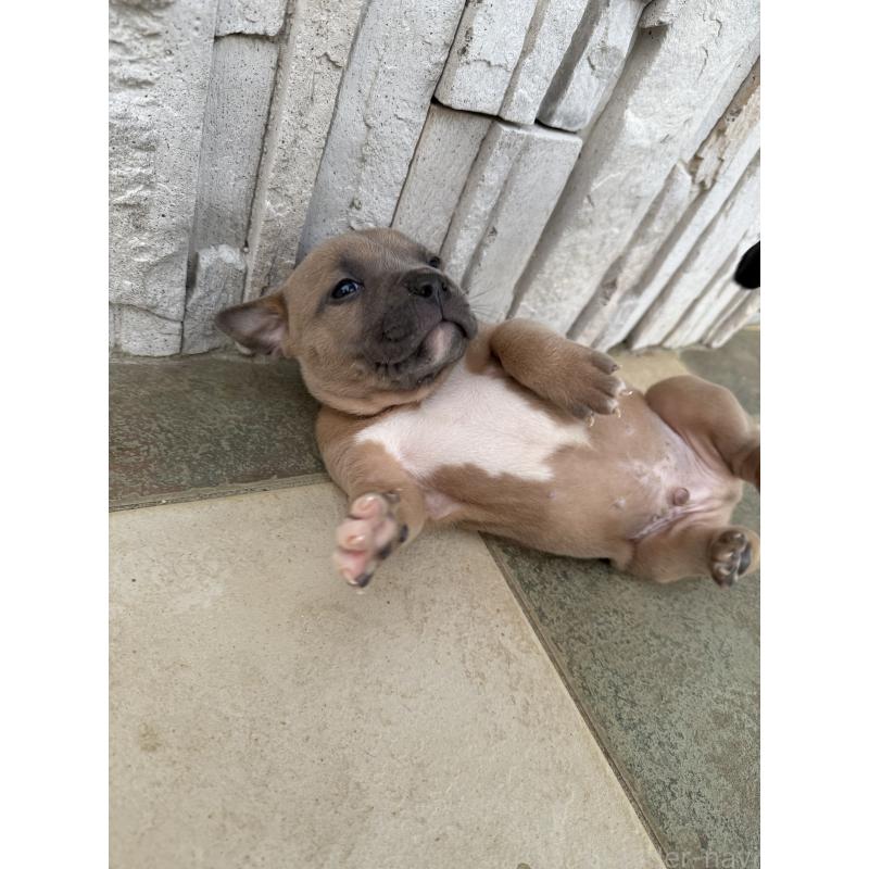 販売中の沖縄県のアメリカンピットブルテリア-430573の2枚目