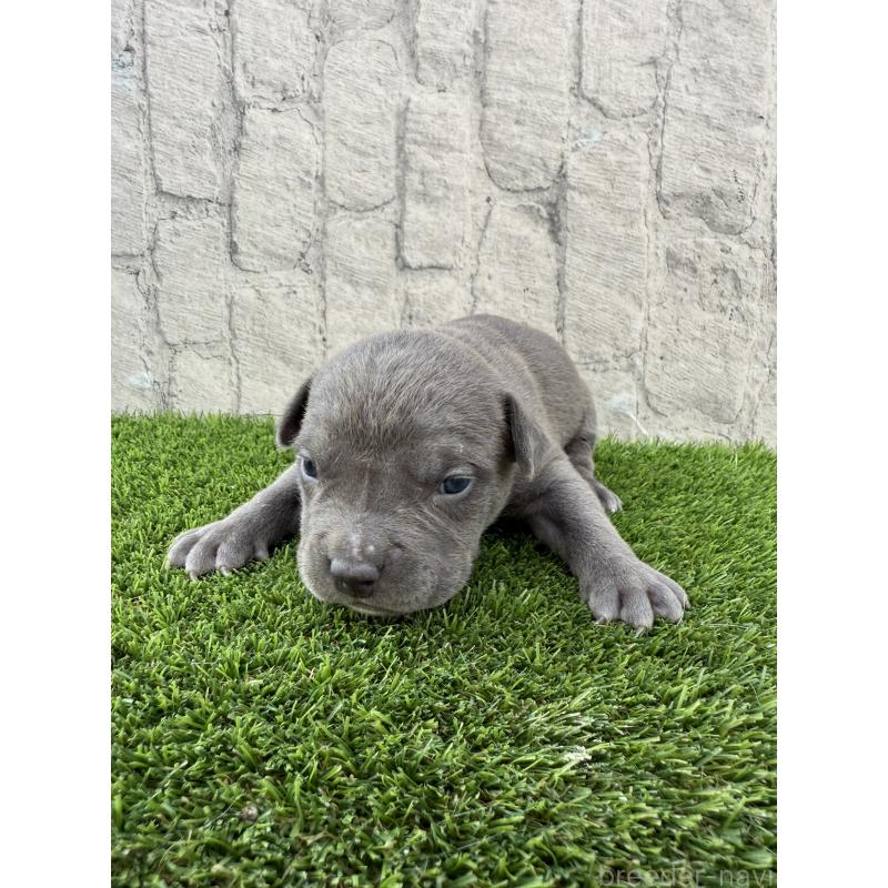 販売中の沖縄県のアメリカンピットブルテリア-430574の3枚目