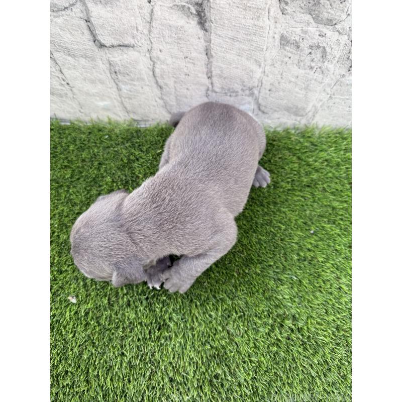 販売中の沖縄県のアメリカンピットブルテリア-430574の2枚目