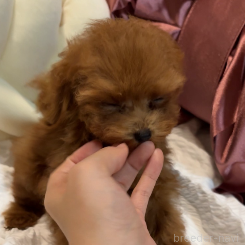 成約済の大阪府のティーカッププードル-411059の6枚目