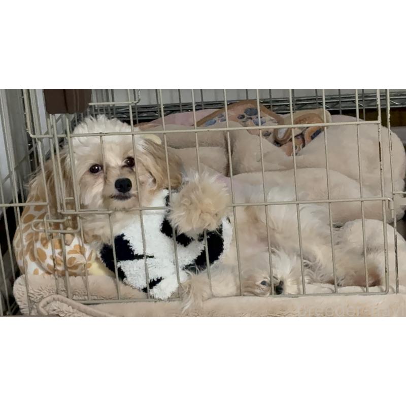 成約済の埼玉県のポメプー:ポメラニアン×トイプードル-426744の9枚目