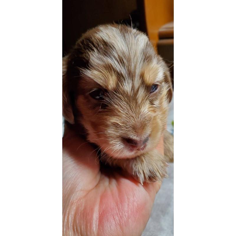 販売中の福岡県のミニチュアダックスフンド(ロングヘアード)-430576の3枚目