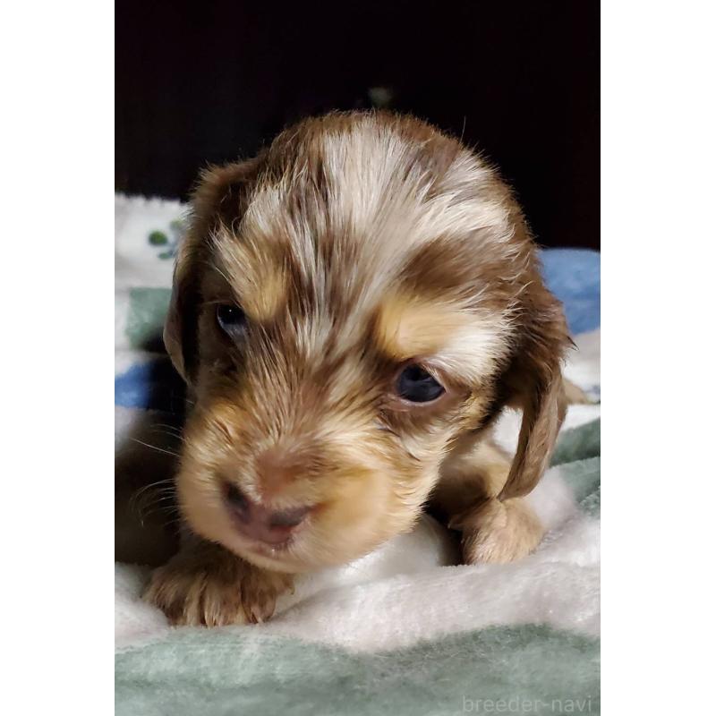 販売中の福岡県のミニチュアダックスフンド(ロングヘアード)-430576の2枚目