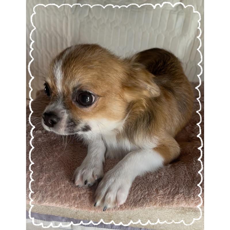 販売中の東京都のチワワ(ロングコート)-406740の7枚目