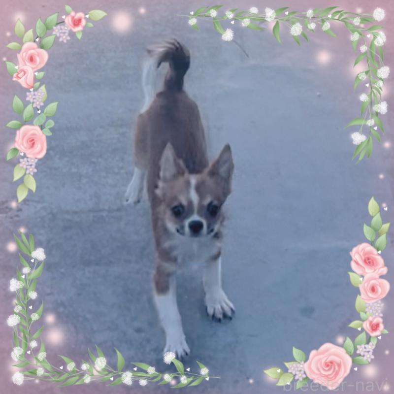 販売中の東京都のチワワ(ロングコート)-406740の5枚目