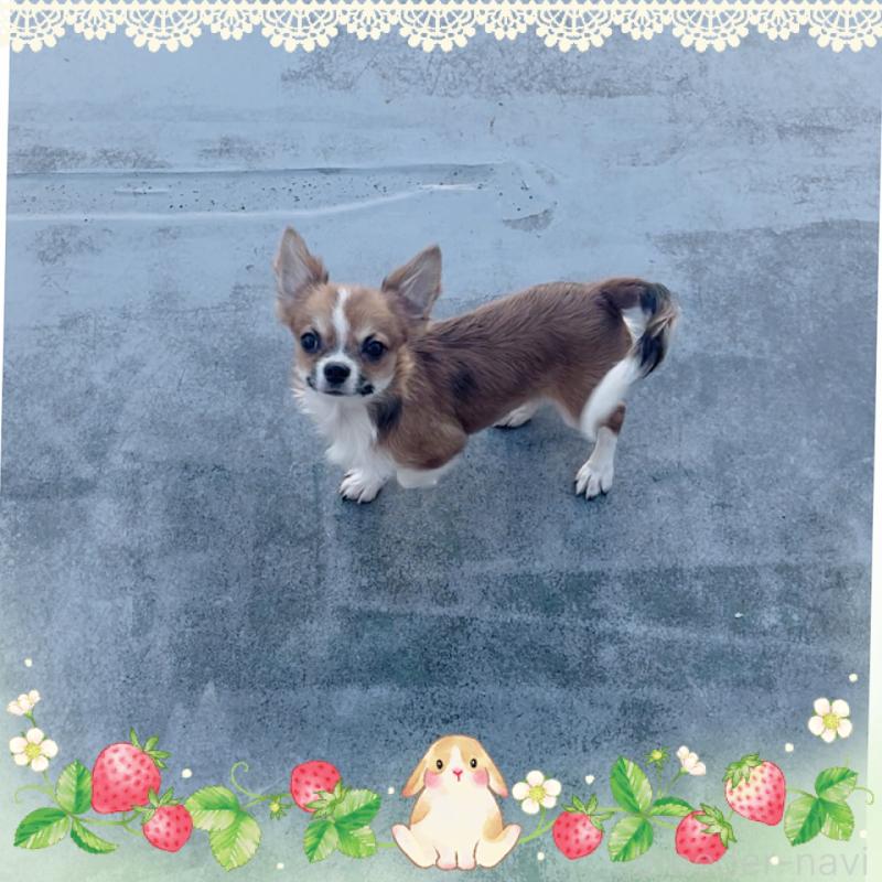 販売中の東京都のチワワ(ロングコート)-406740