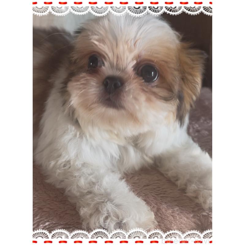 販売中の東京都のチワズー:チワワ×シーズー-425142の2枚目