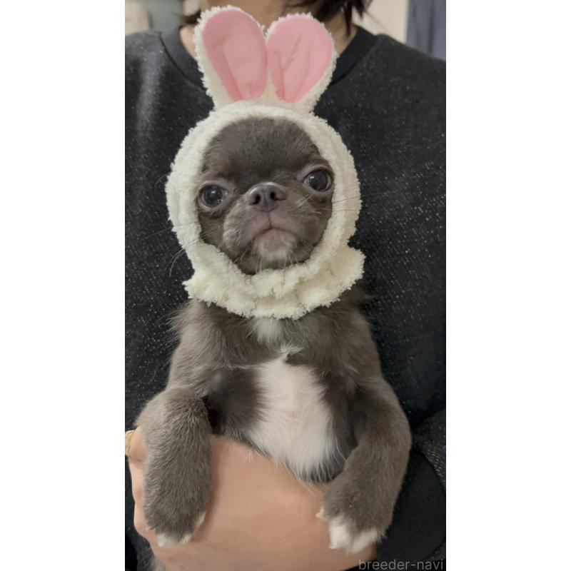 販売中の広島県のチワワ(ロングコート)-412861の2枚目