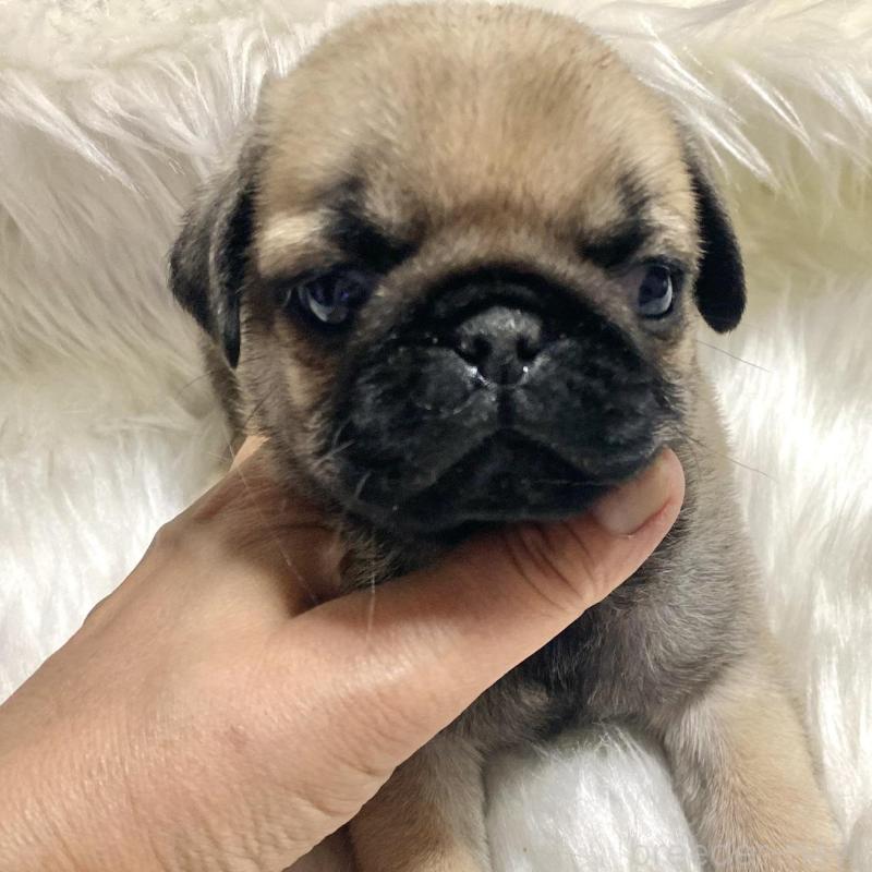 販売中の佐賀県のパグ-430578の1枚目