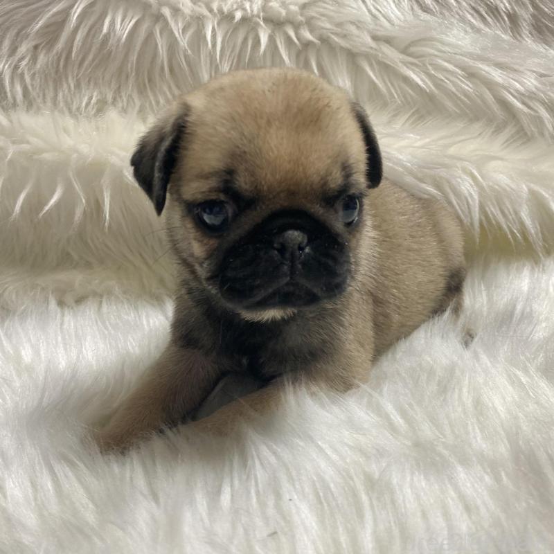 販売中の佐賀県のパグ-430578の6枚目