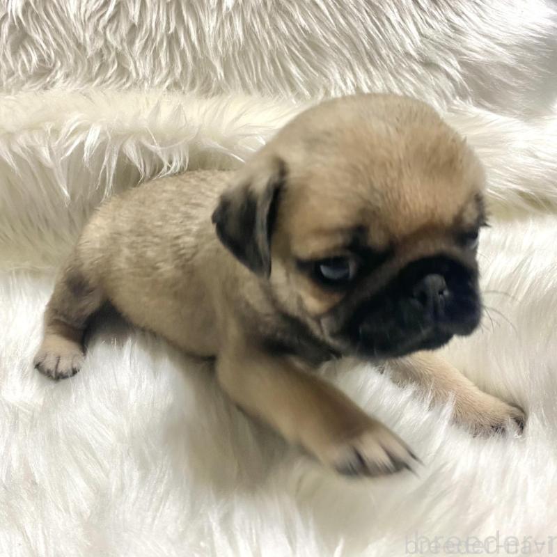 販売中の佐賀県のパグ-430578の5枚目