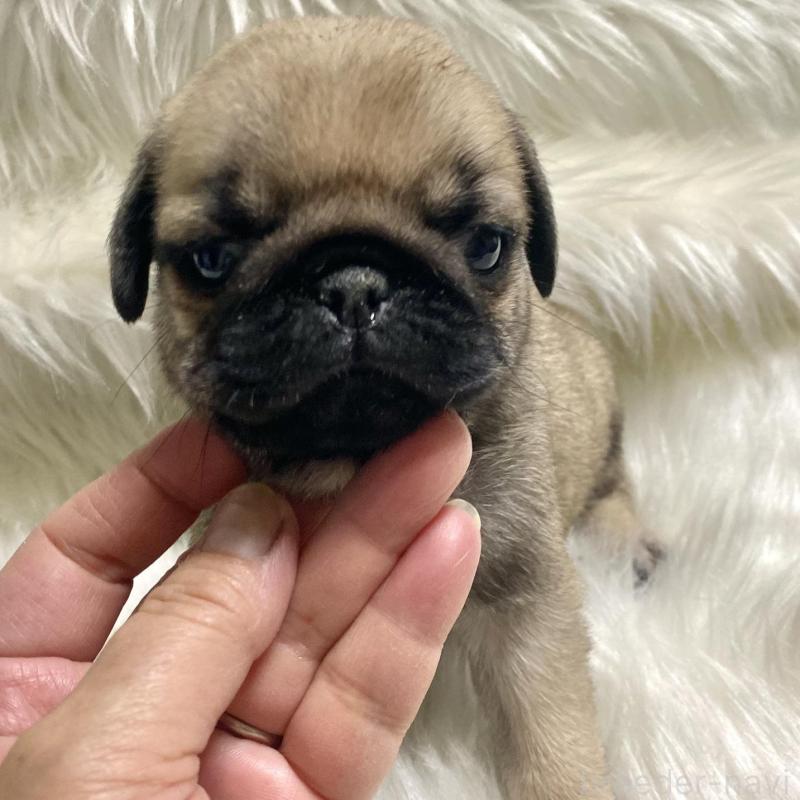 販売中の佐賀県のパグ-430578の4枚目