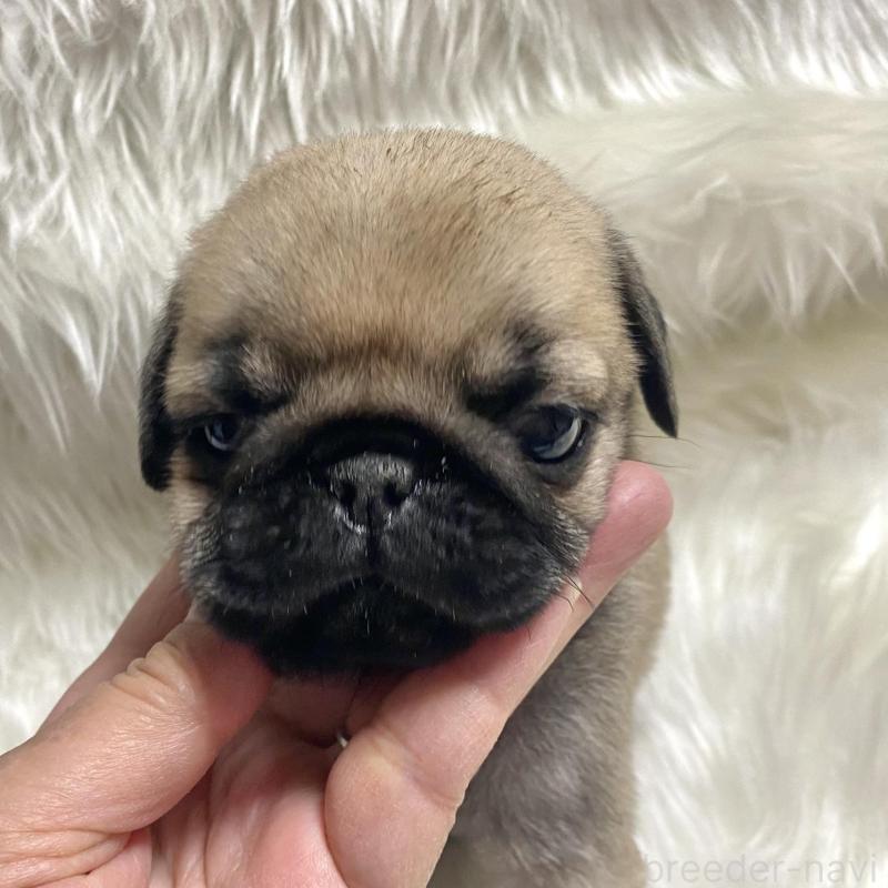 販売中の佐賀県のパグ-430578の3枚目