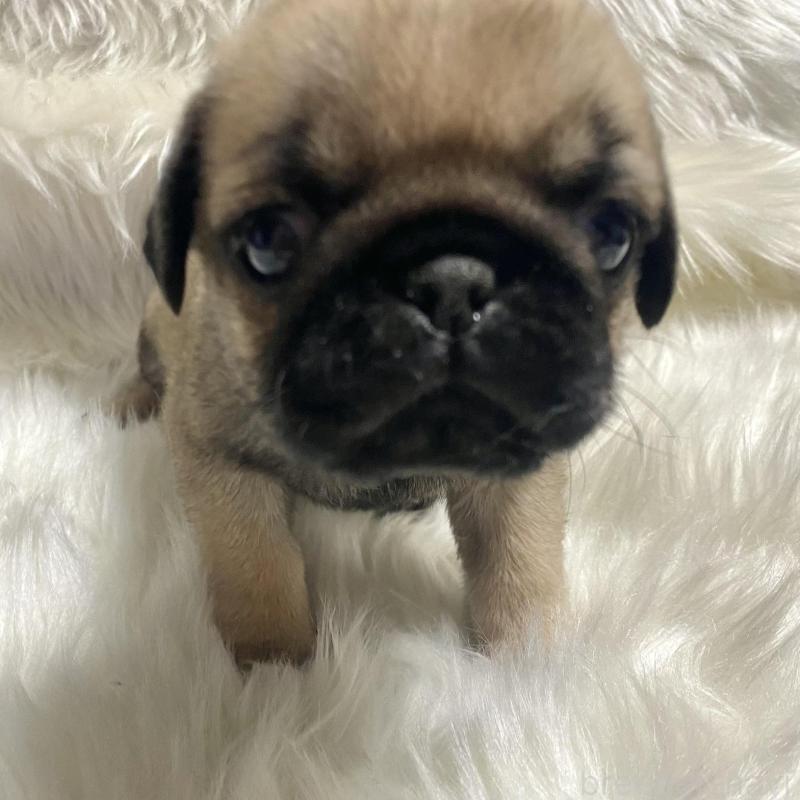 販売中の佐賀県のパグ-430578の2枚目