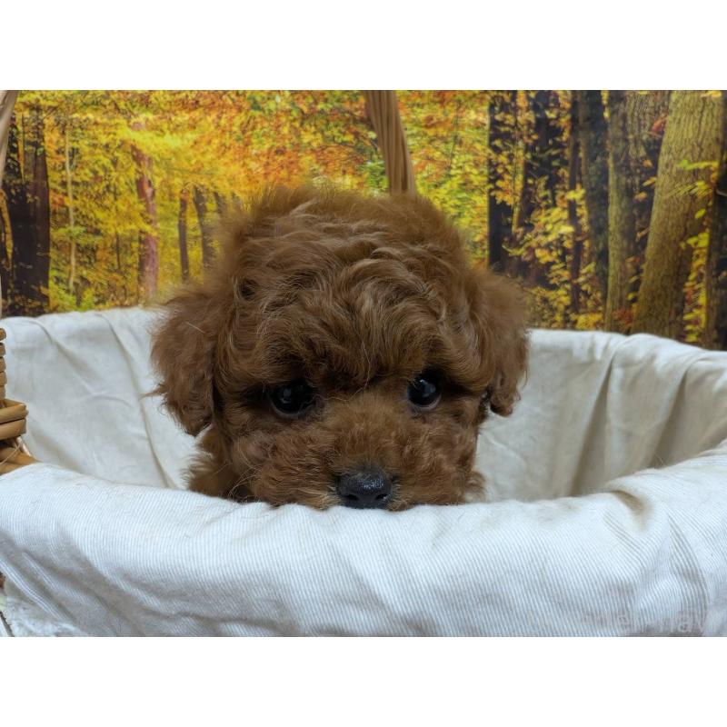 販売中の愛知県のタイニープードル-430579の9枚目