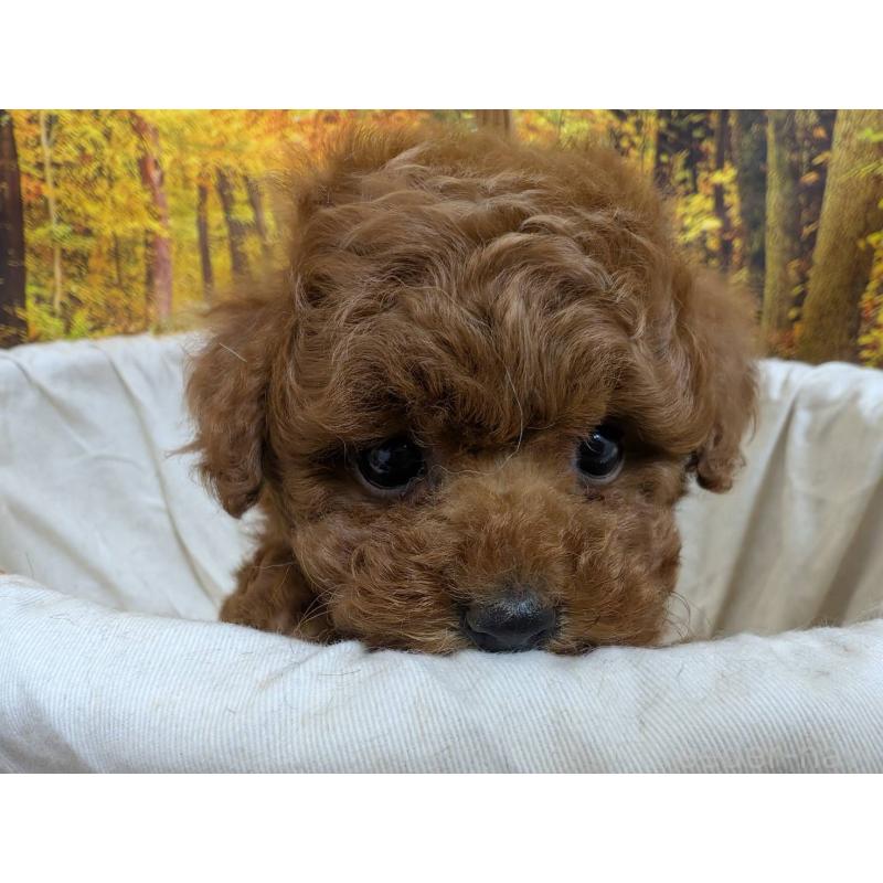 販売中の愛知県のタイニープードル-430579の8枚目