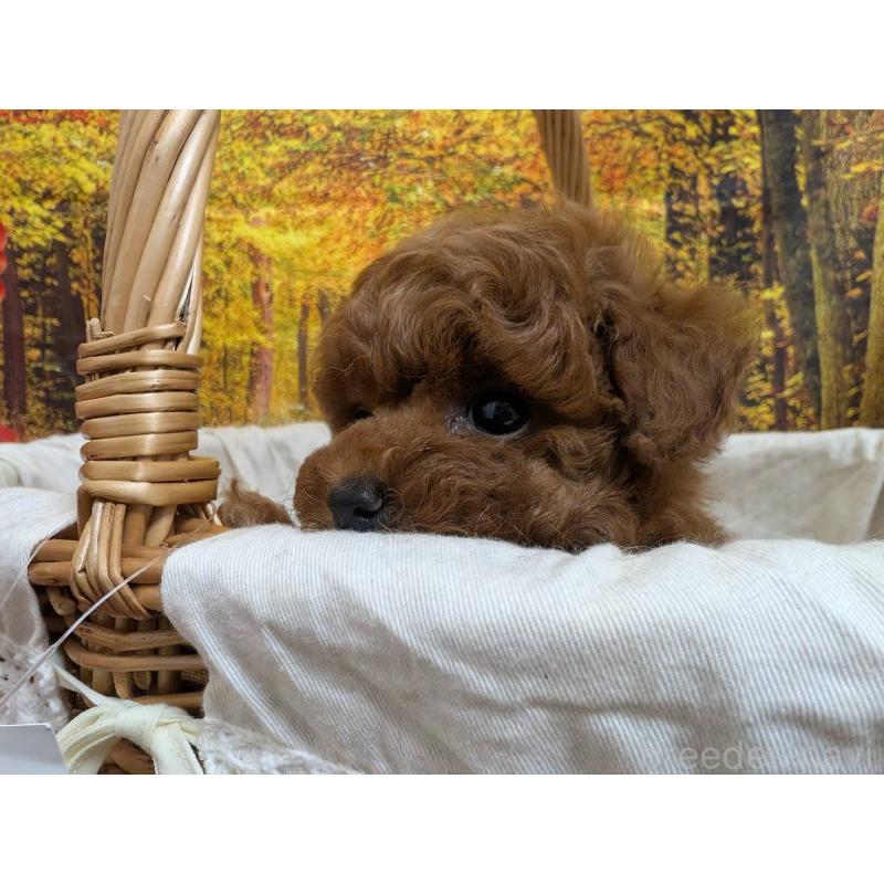 販売中の愛知県のタイニープードル-430579の6枚目