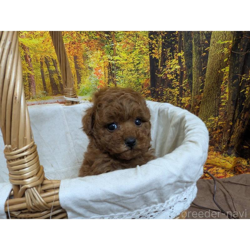 販売中の愛知県のタイニープードル-430579の5枚目