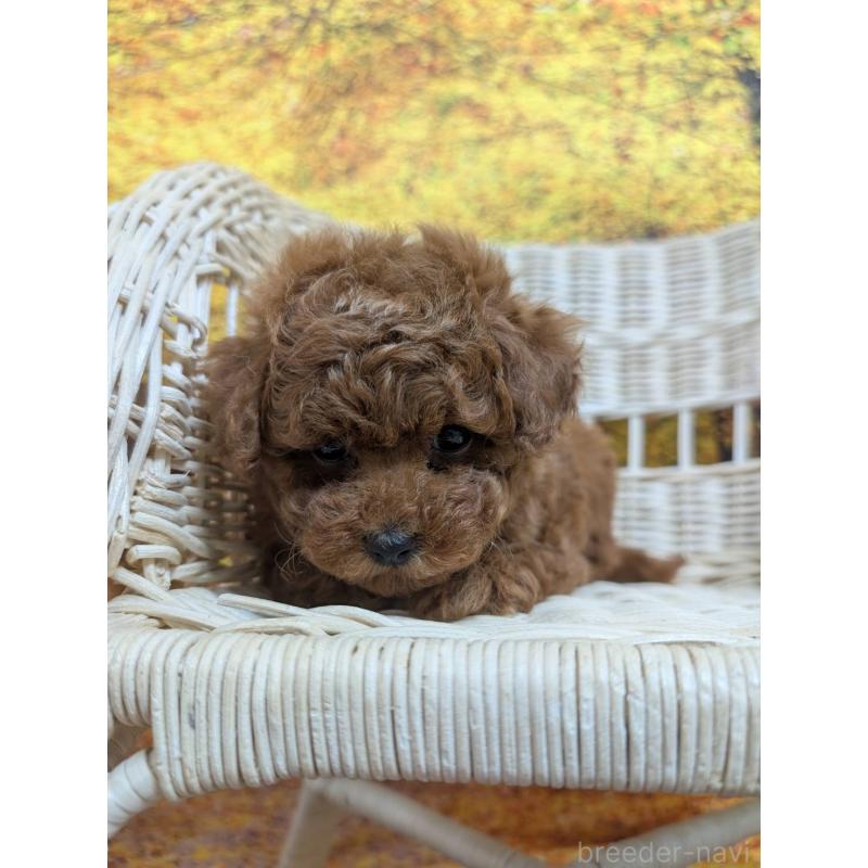 販売中の愛知県のタイニープードル-430579の4枚目