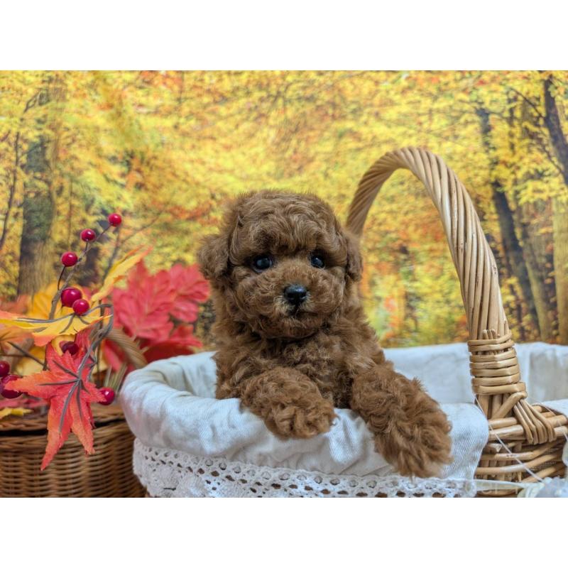 販売中の愛知県のタイニープードル-430579の3枚目