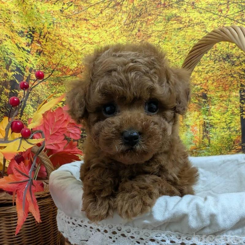 販売中の愛知県のタイニープードル-430579の2枚目