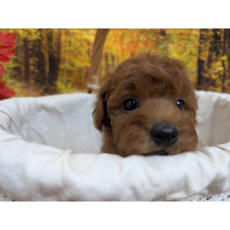 販売中の愛知県のタイニープードル-430580の6枚目