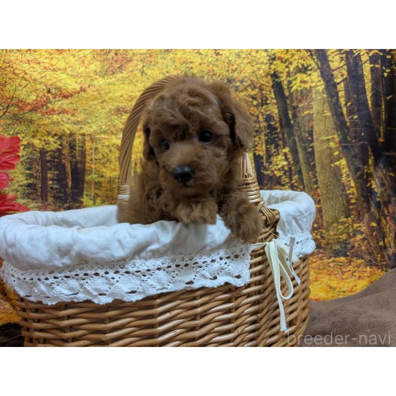 販売中の愛知県のタイニープードル-430580の5枚目