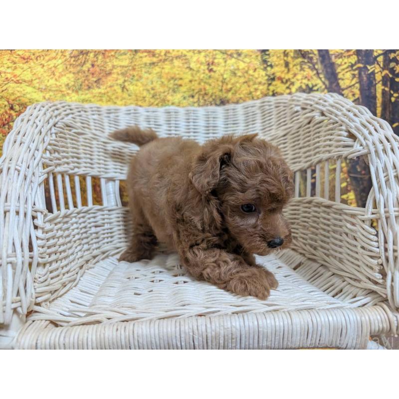 販売中の愛知県のタイニープードル-430580の4枚目