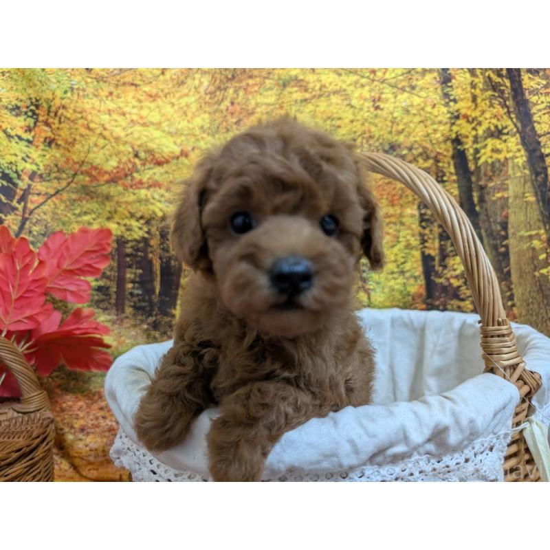 販売中の愛知県のタイニープードル-430580の3枚目