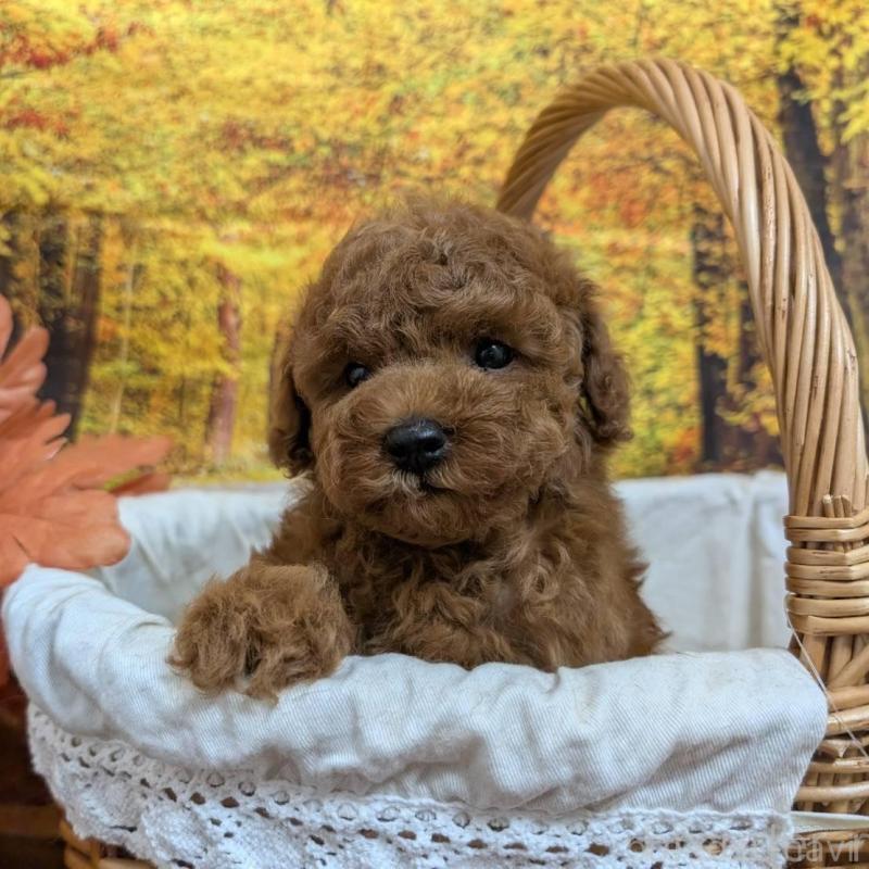 販売中の愛知県のタイニープードル-430580の2枚目