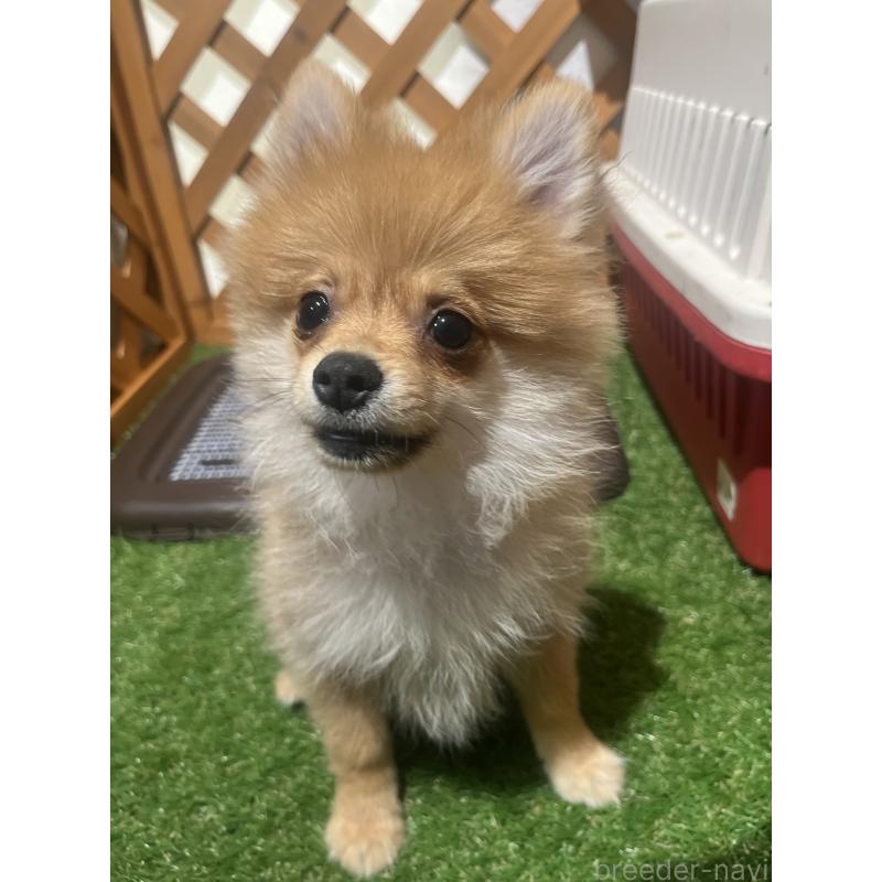 販売中の沖縄県のポメラニアン-419997の3枚目