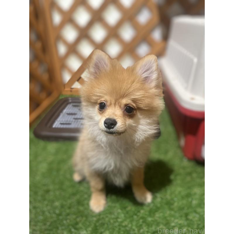 販売中の沖縄県のポメラニアン-419997の2枚目