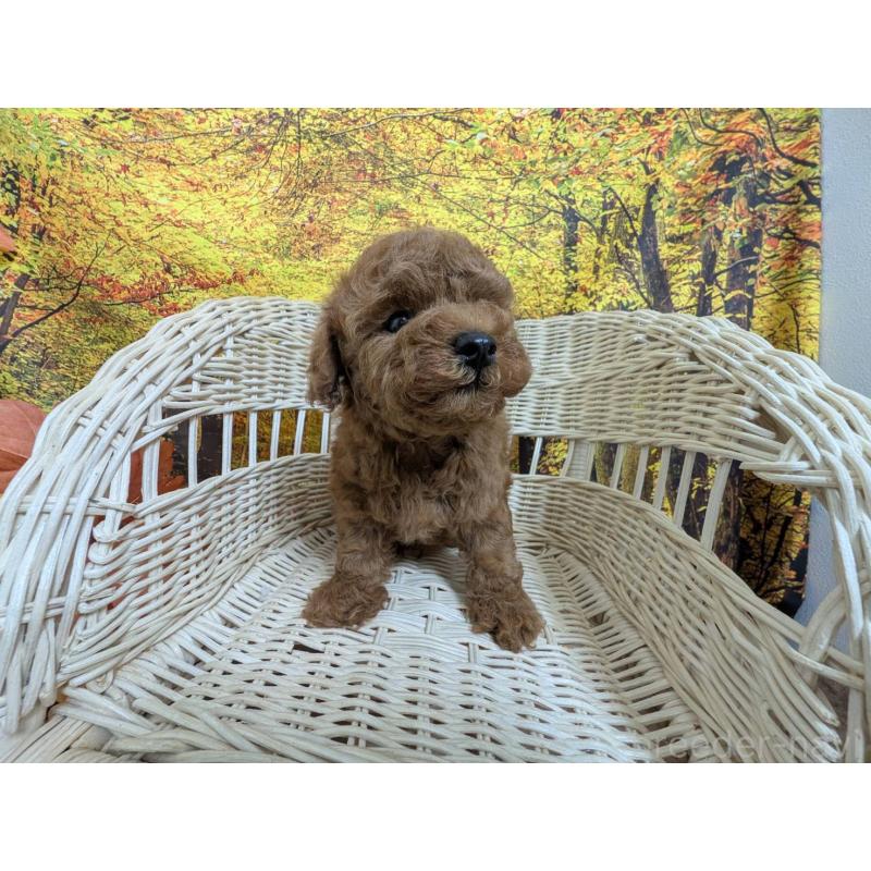 販売中の愛知県のタイニープードル-430581の6枚目