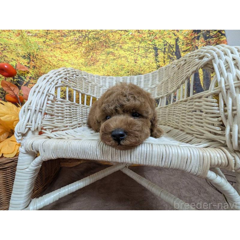 販売中の愛知県のタイニープードル-430581の5枚目