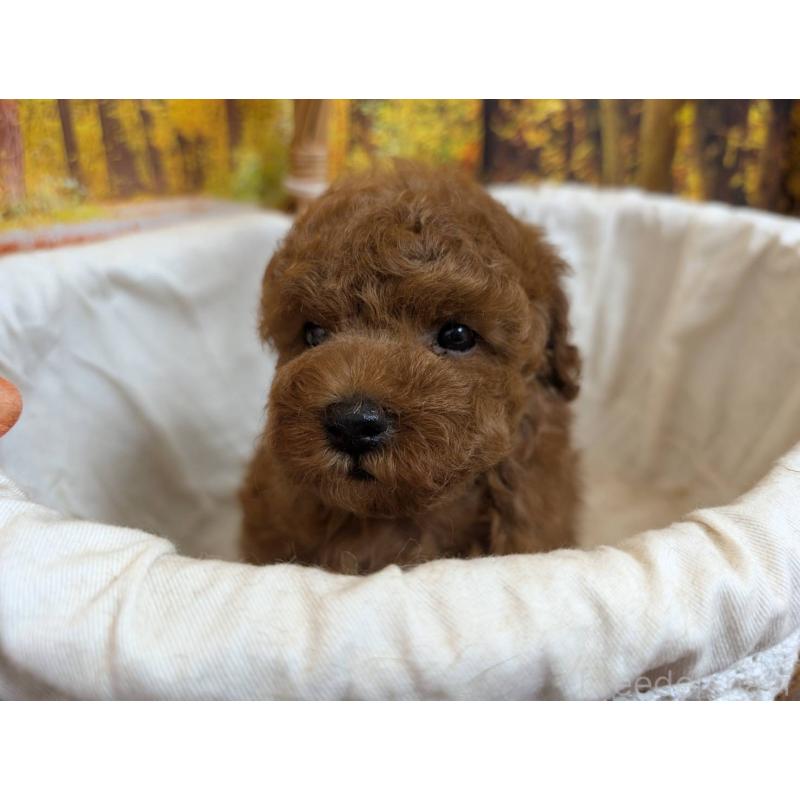 販売中の愛知県のタイニープードル-430581の4枚目