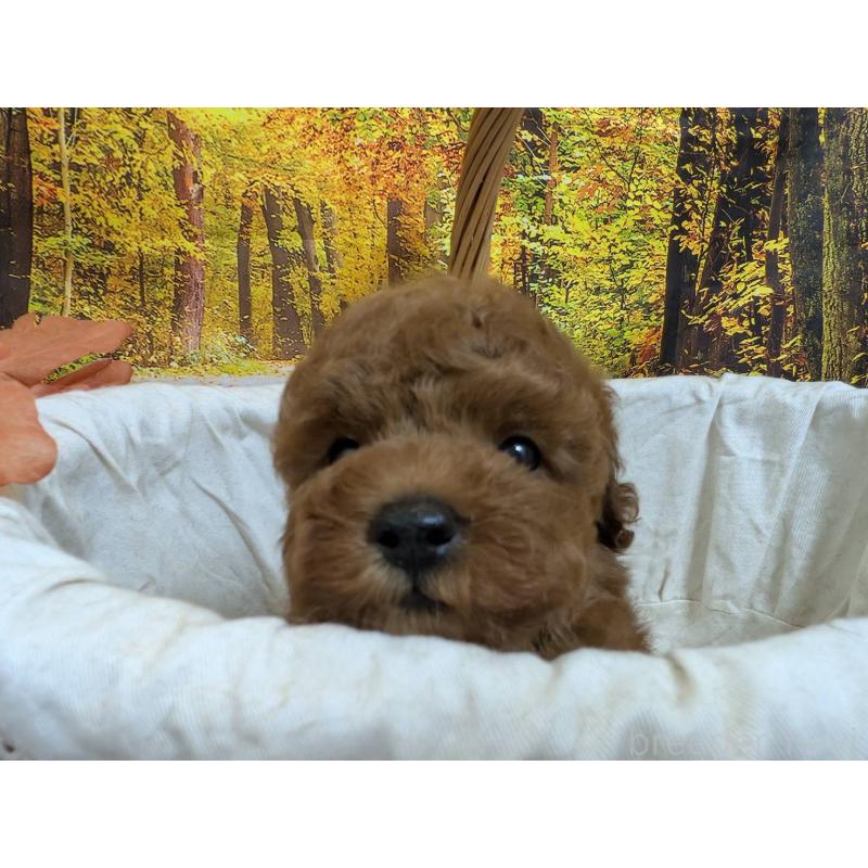 販売中の愛知県のタイニープードル-430581の3枚目