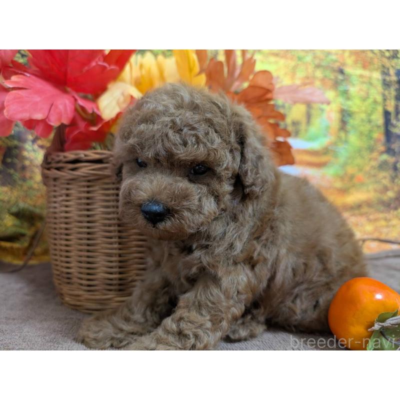 販売中の愛知県のタイニープードル-430581の2枚目