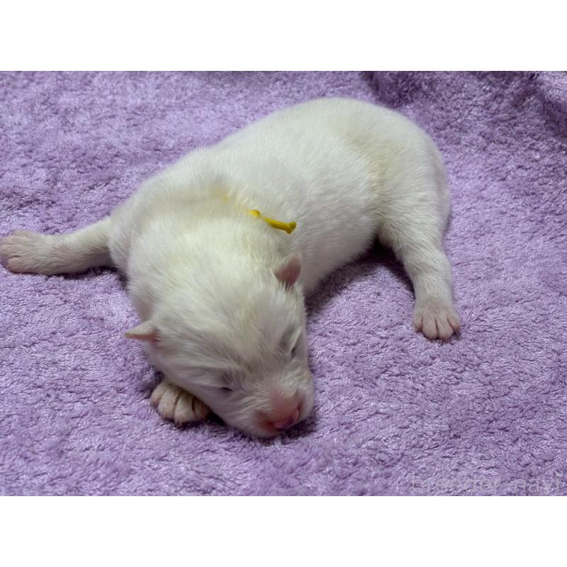 販売中の北海道のサモエド-430583の3枚目