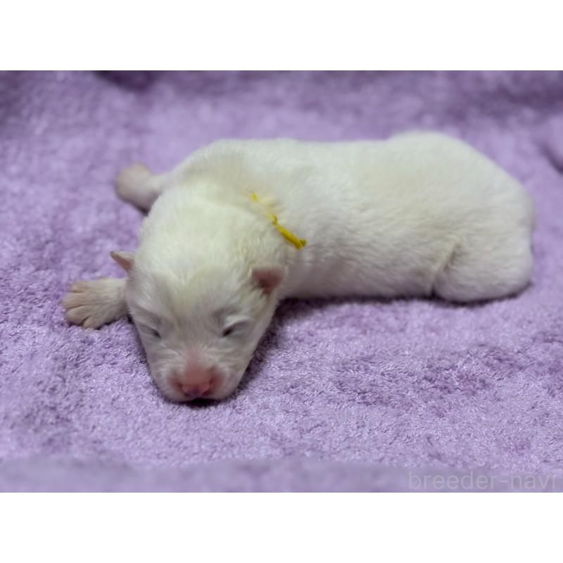 販売中の北海道のサモエド-430583の2枚目