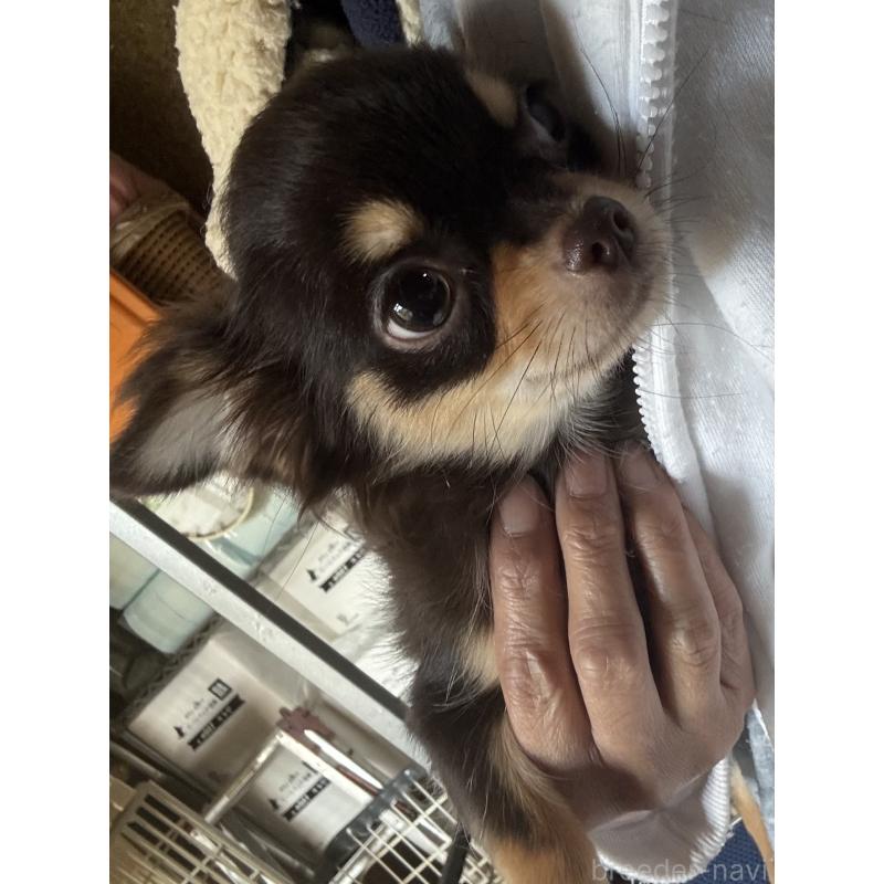 販売中の福井県のチワワ(ロングコート)-414215の2枚目