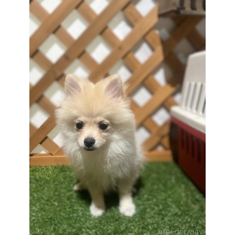 販売中の沖縄県のポメラニアン-419998の4枚目