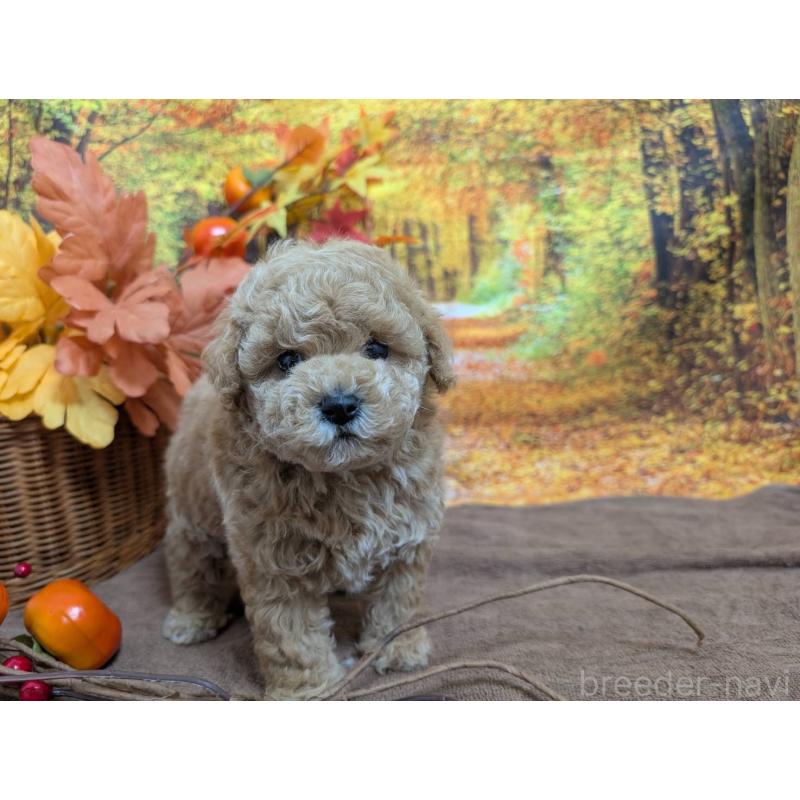 販売中の愛知県のタイニープードル-430582の9枚目