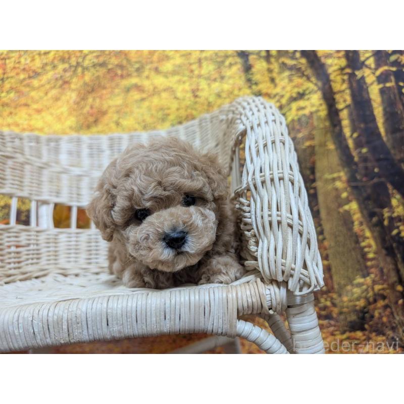 販売中の愛知県のタイニープードル-430582の8枚目