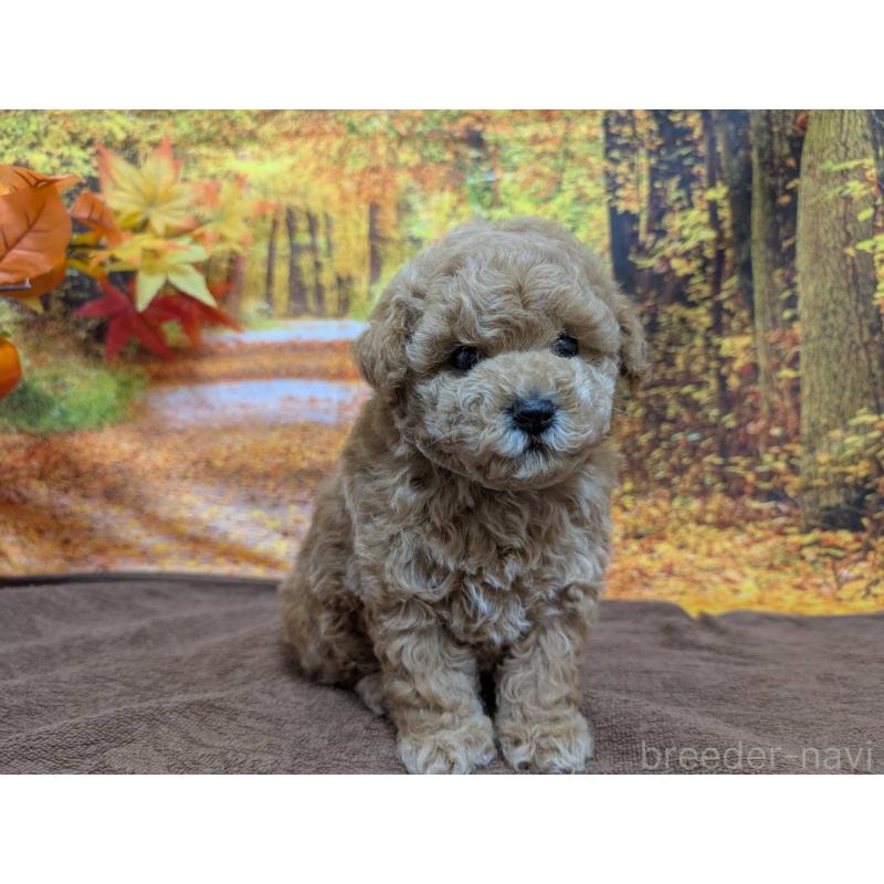 販売中の愛知県のタイニープードル-430582の7枚目