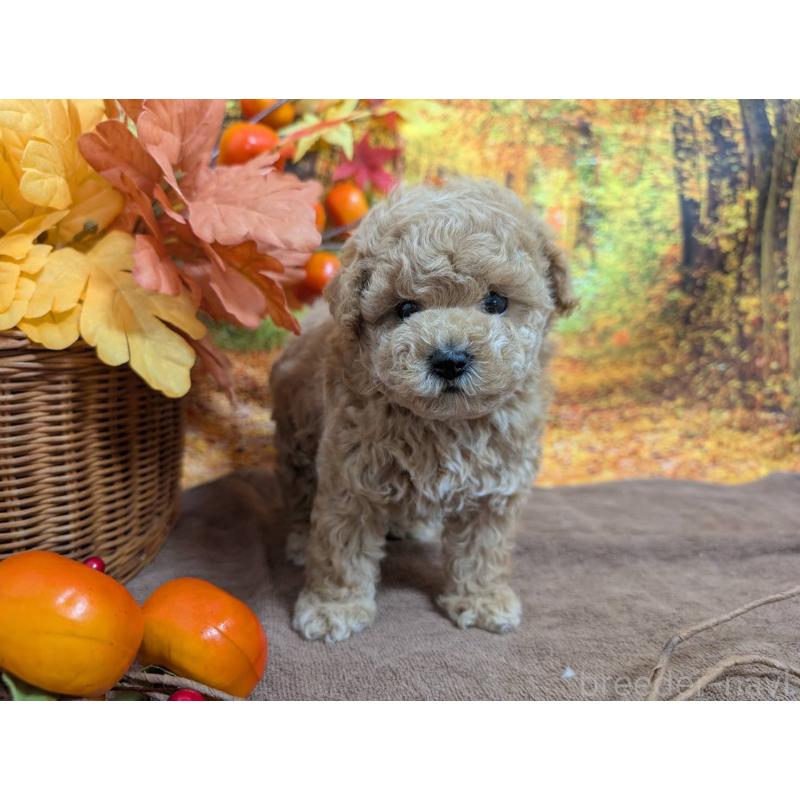 販売中の愛知県のタイニープードル-430582の6枚目