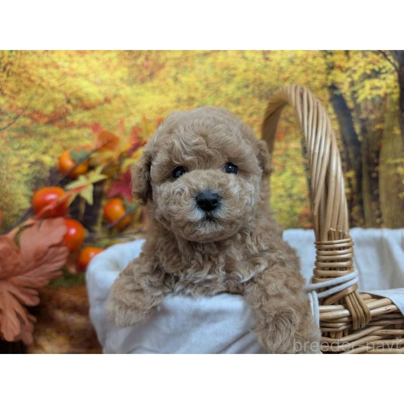 販売中の愛知県のタイニープードル-430582の5枚目